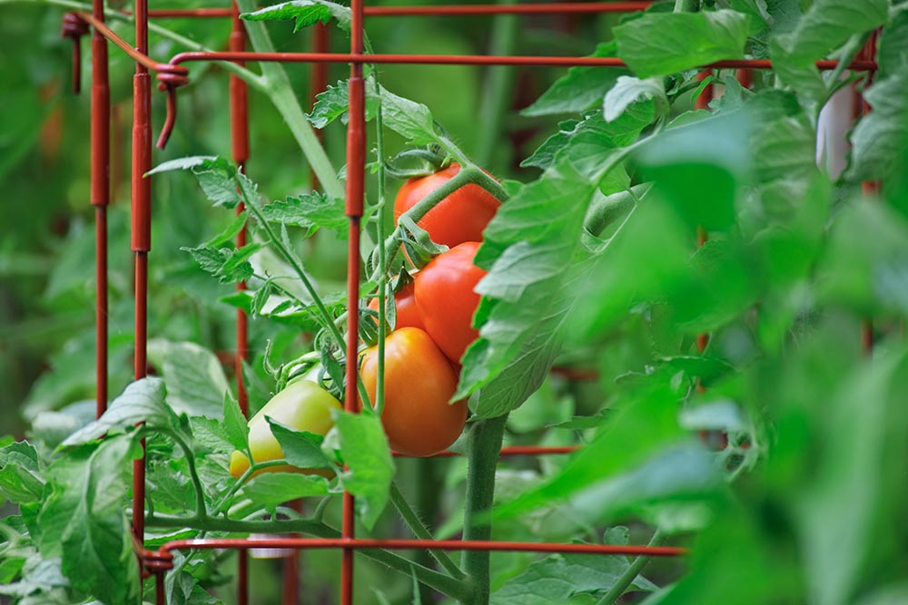 caged tomato plant