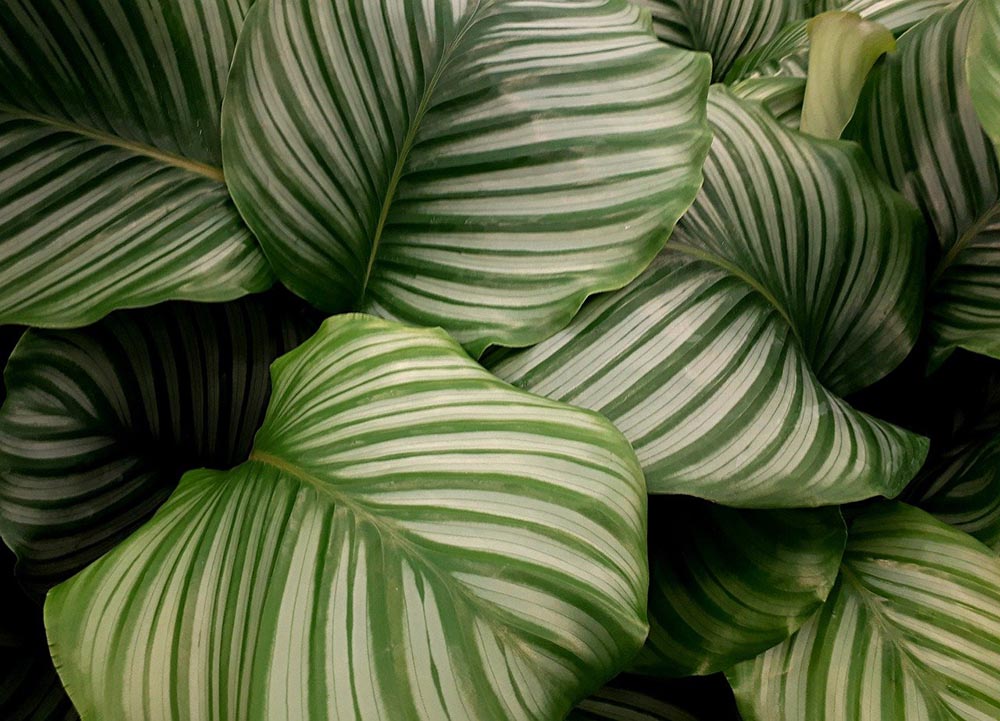 calathea leaves