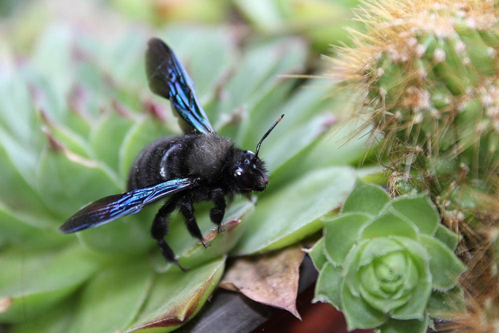 carpenter bee