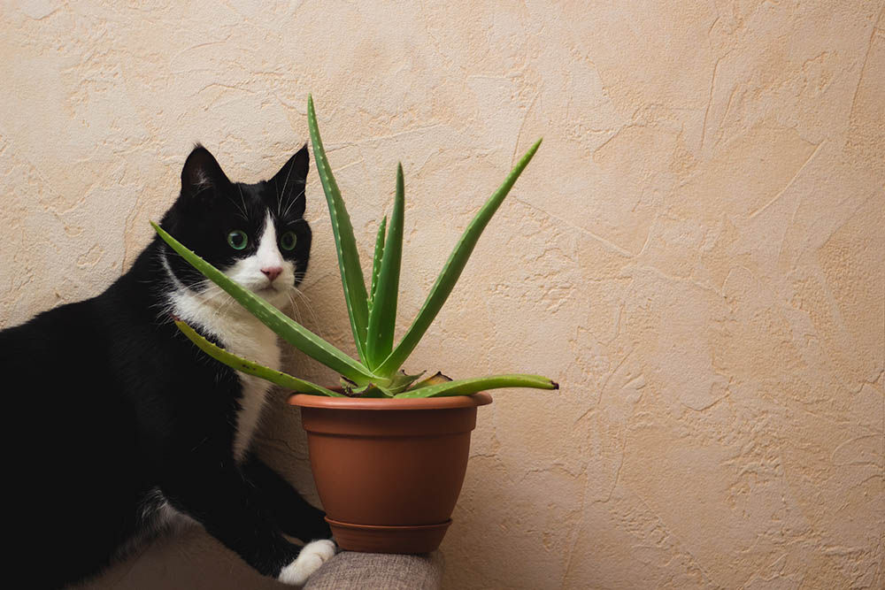 cat-sitting-near-aloe-vera-plant_Anasttrofimova20_Shutterstock
