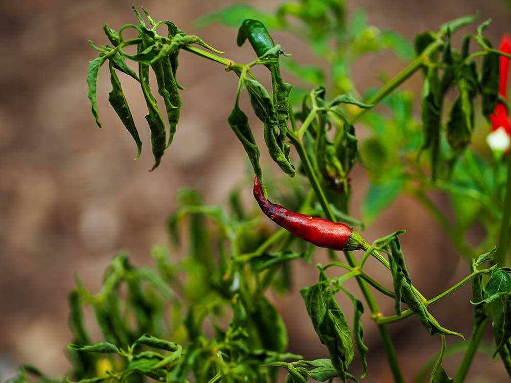 chili-pepper-infested-with-disease-and-pest_Hatthakon_Shutterstock