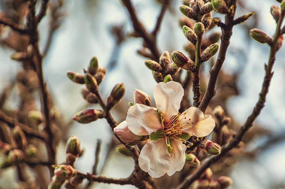 close up almond tree branches