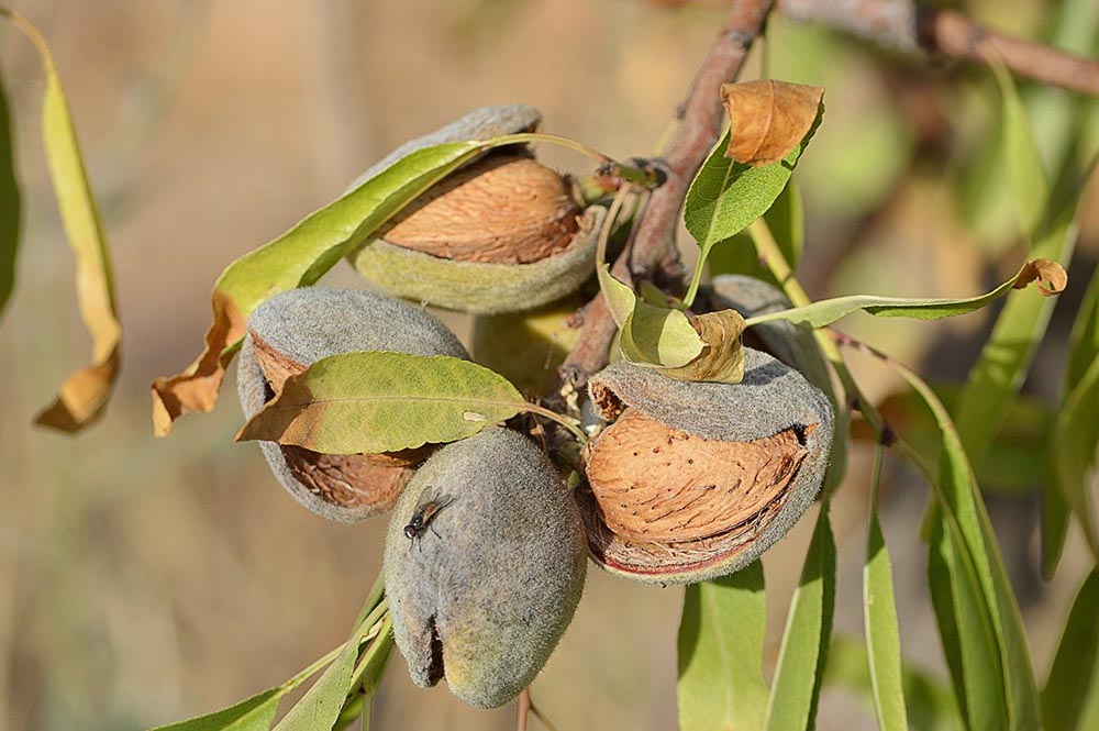 close up almonds on the tree