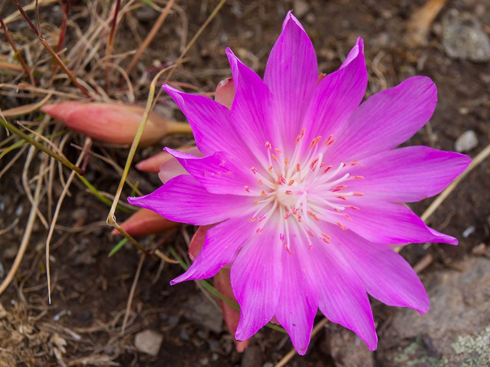 close up Bitterroot Flower