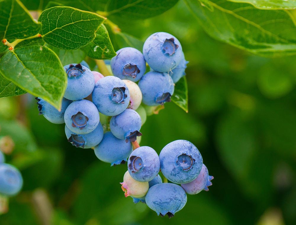 close up blueberry plant