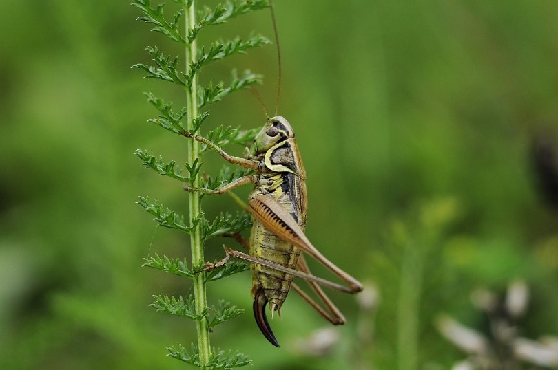 close up of a cricket on a plant