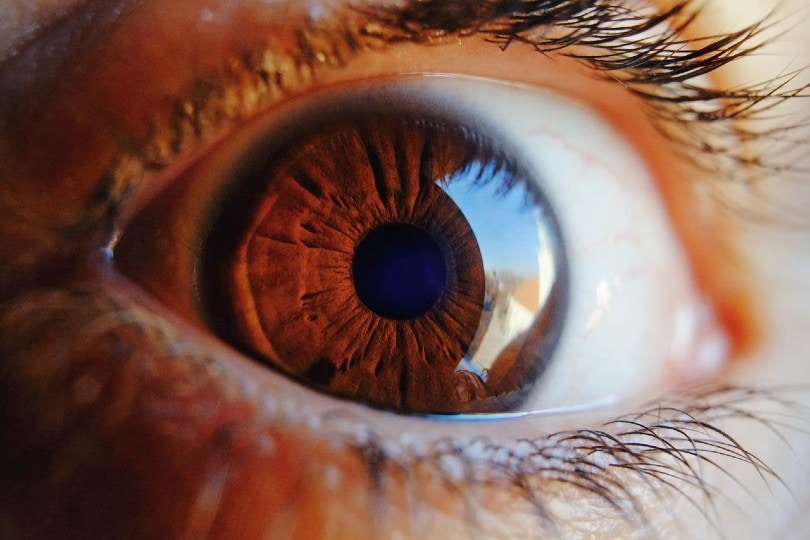 close up of a human eye