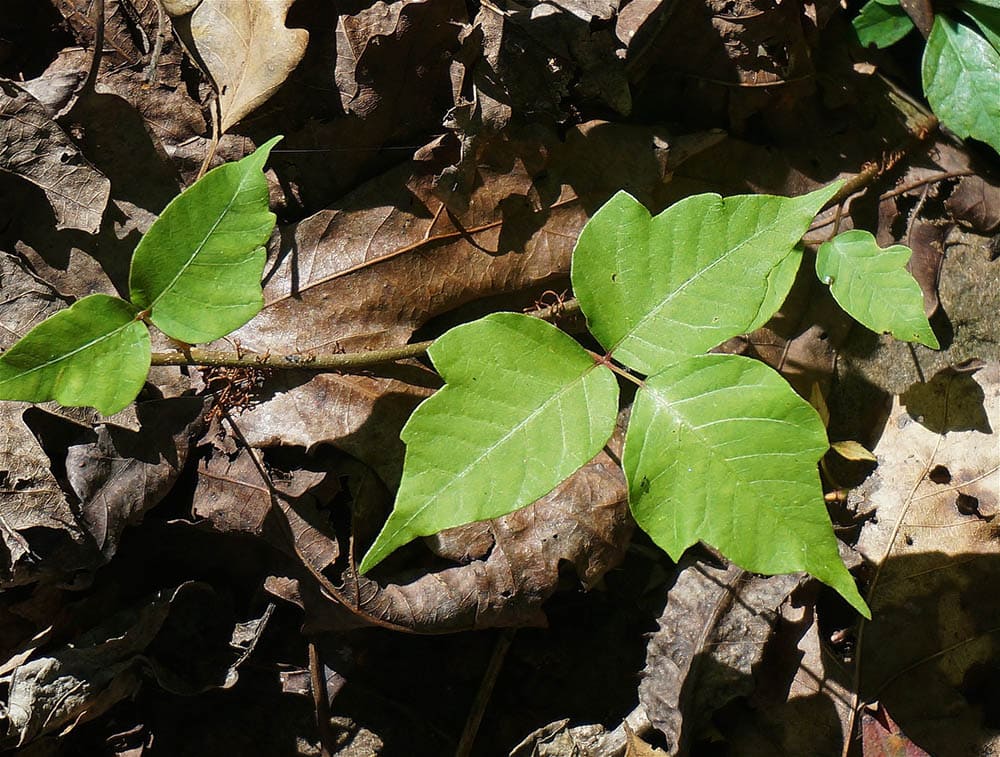 closeup of a poison ivy