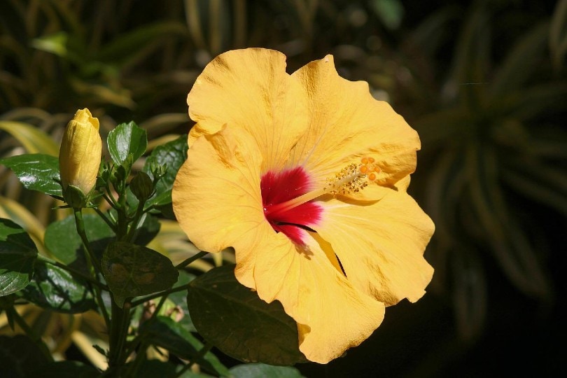 close up of a yellow hibiscus flower