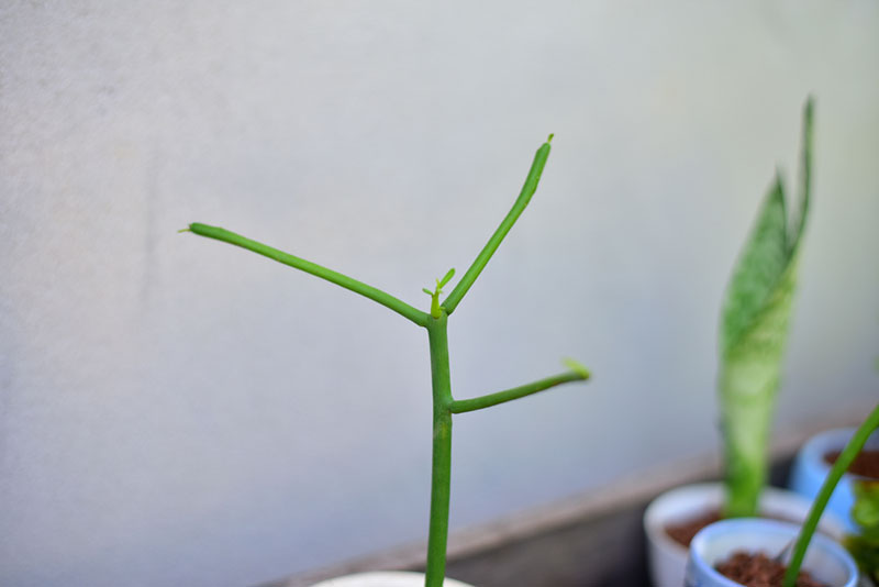 close up of green pencil cactus plant