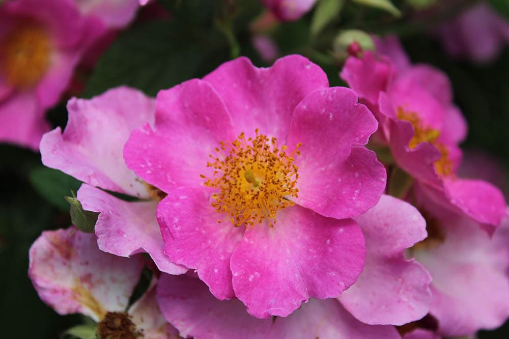 close up prairie roses