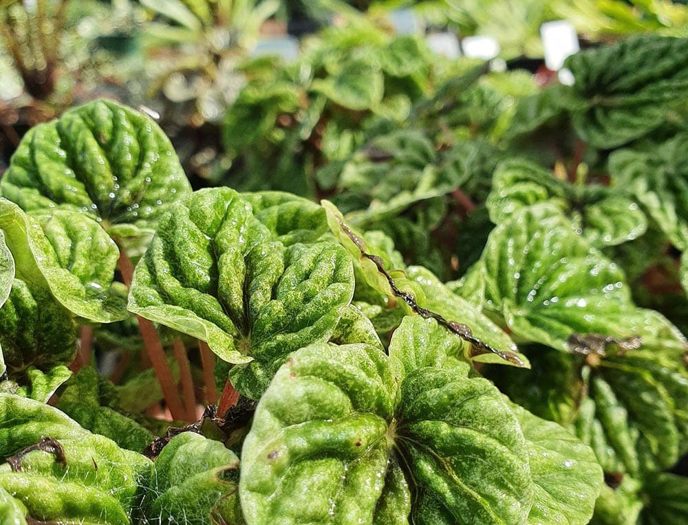 close up water peperomia