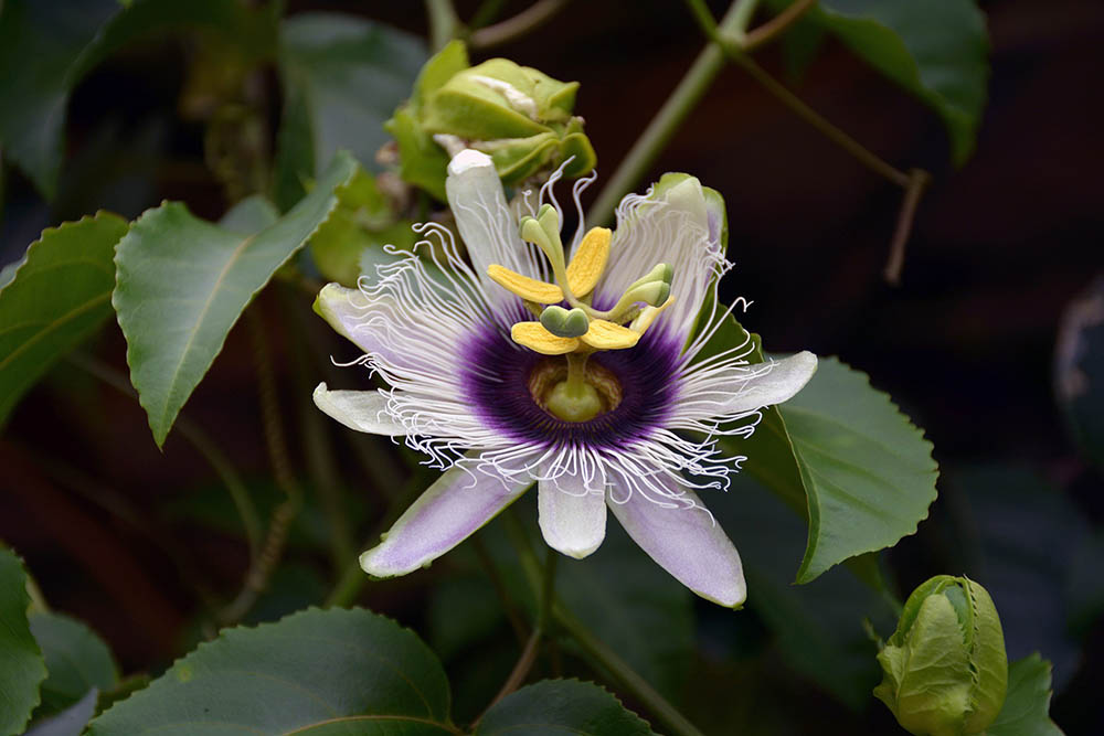 closeup of a Passiflora