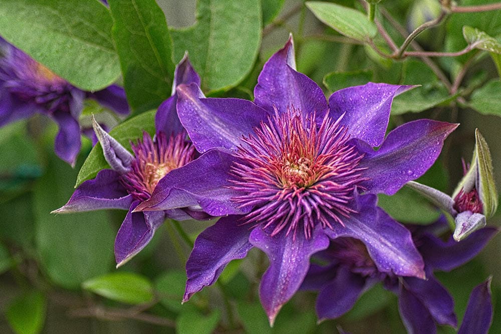 closeup of a clematis vine