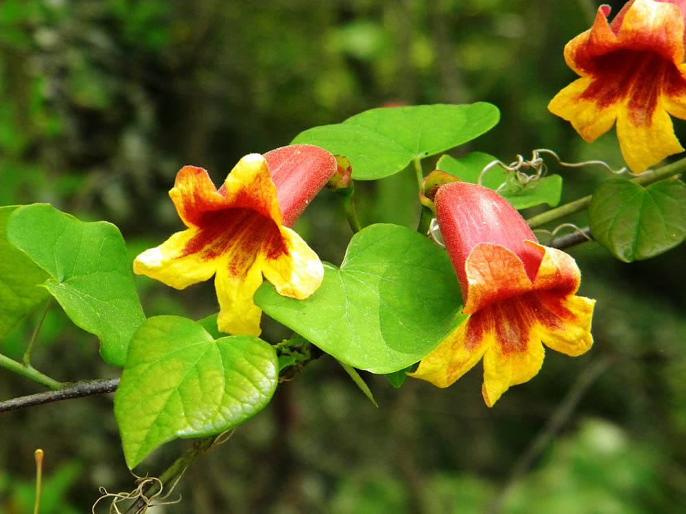 closeup of a crossvine