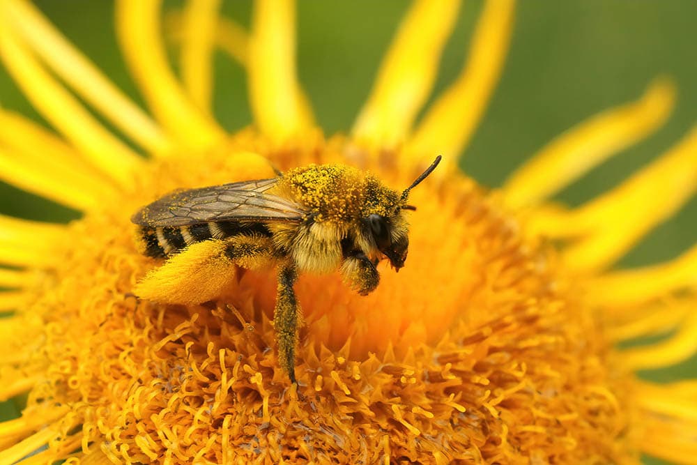 Closeup of a female pantaloon bee