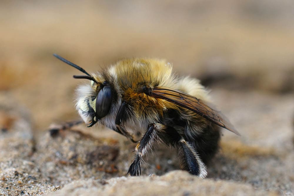 closeup of a male hairy-footed flower bee