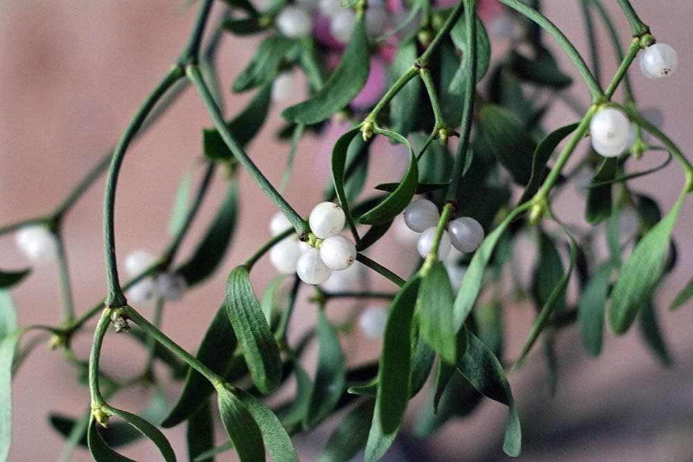 closeup of a mistletoe