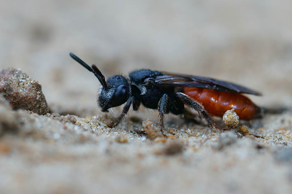closeup photo of a box headed blood bee