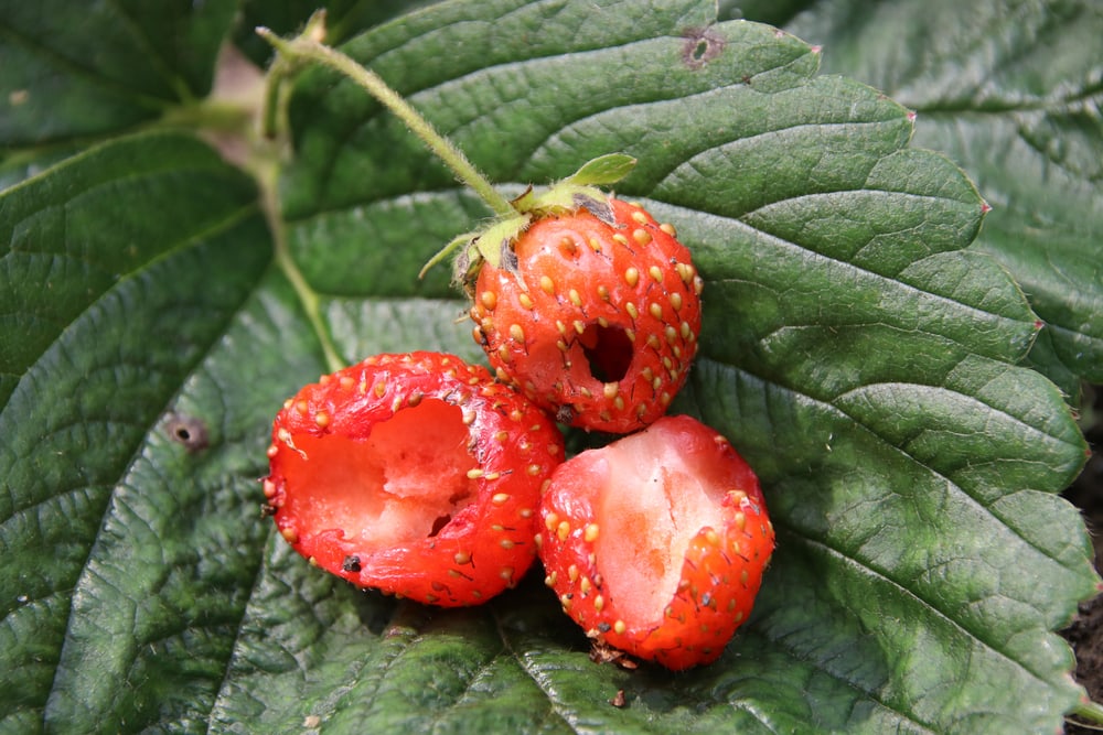 damaged strawberries