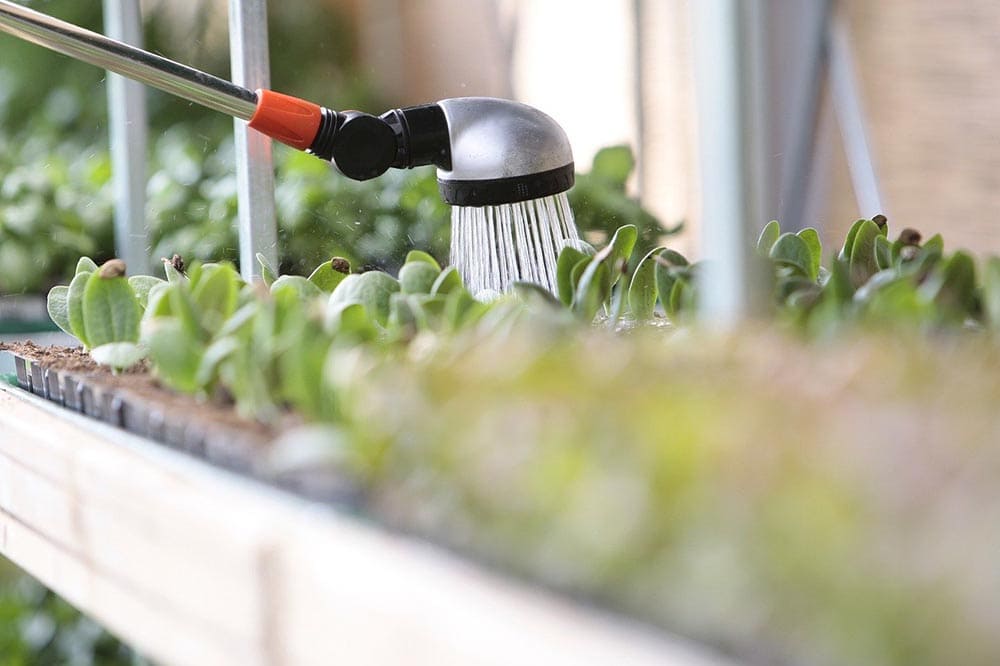 deep watering succulents