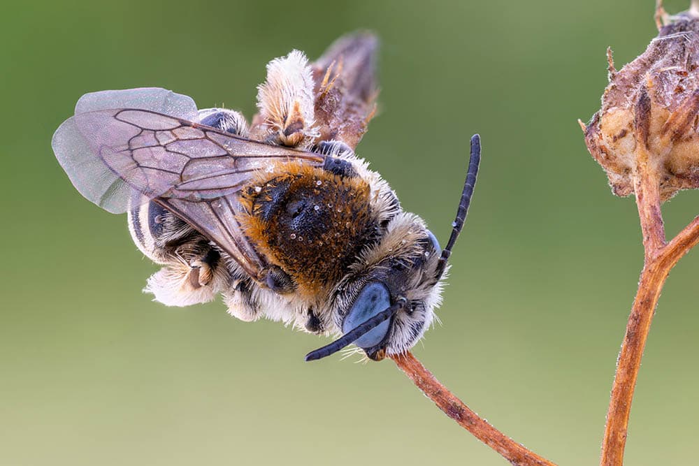 digger bee sleeping on a wild plant branch