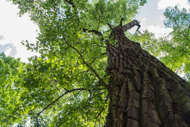 What Is the State Tree of Kansas? Types, Characteristics, & Uses | Home ...