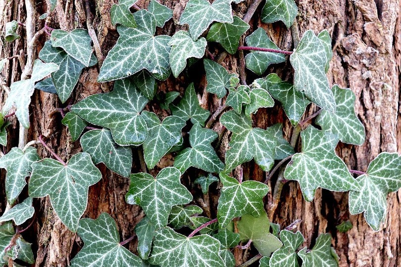 english ivy on a tree