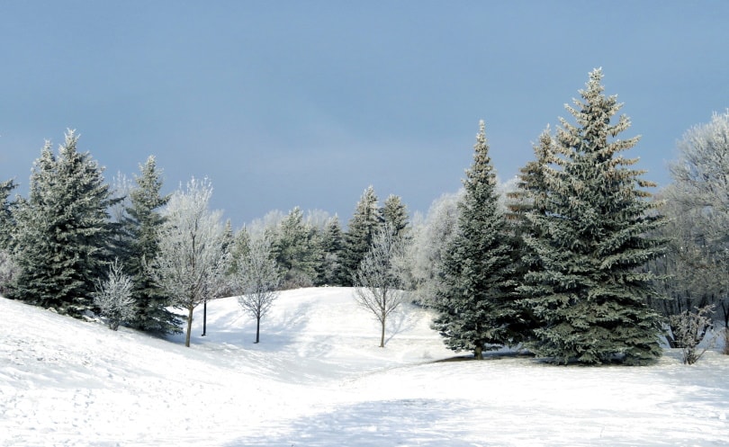 evergreen trees during winter_ErikaWittlieb, Pixabay