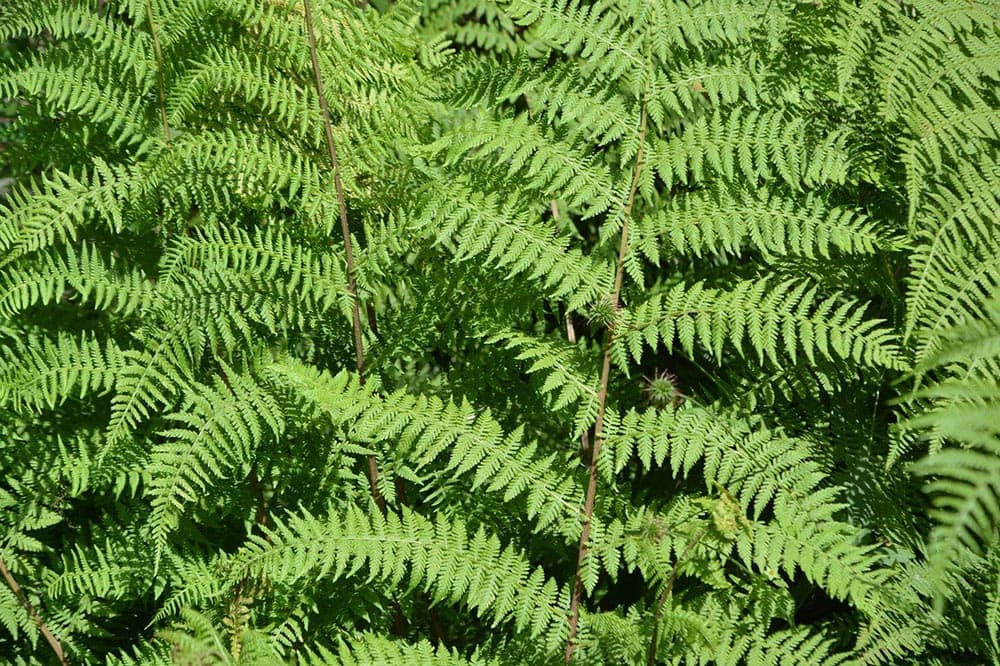 fern leaves close up
