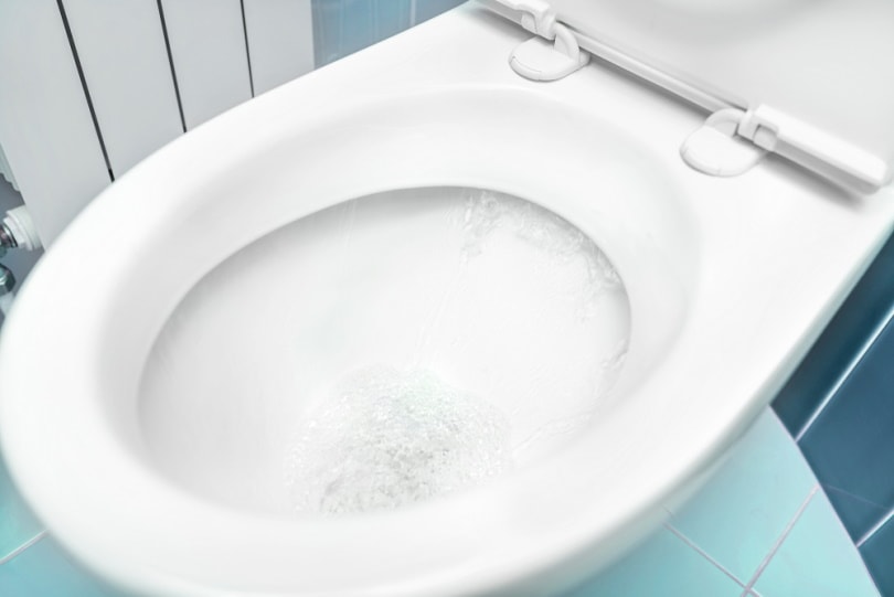 flushing toilet