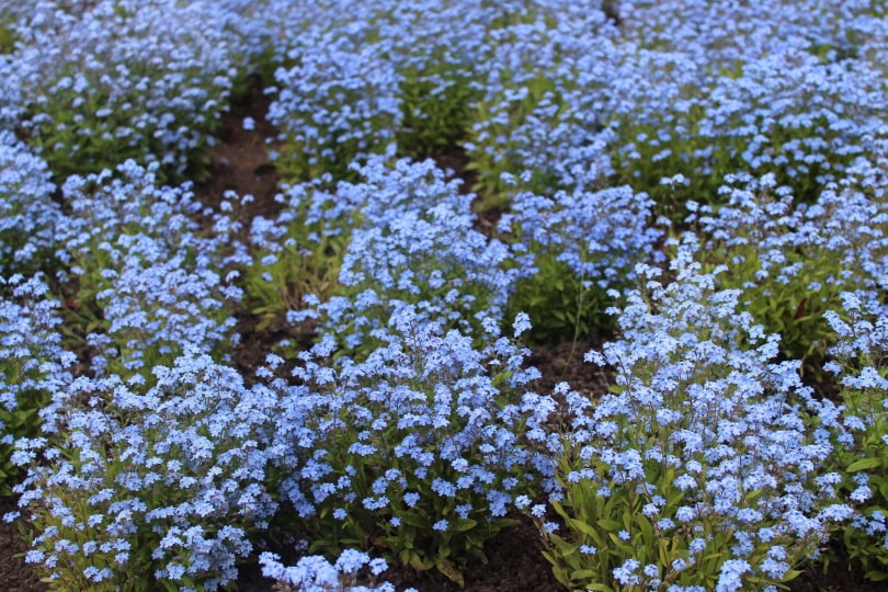 forget me not flowers blooming