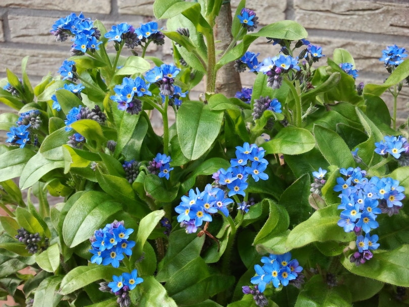 forget me not flowers