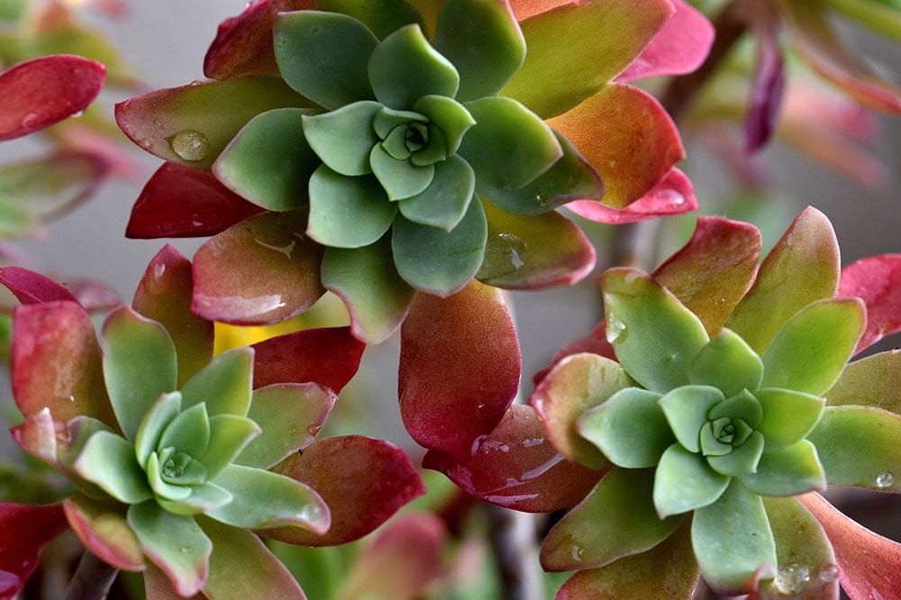 freshly watered succulents