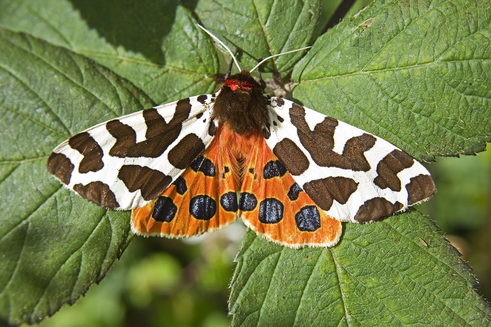 garden tiger moth in plant leaves