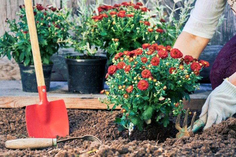 gardener planting chrysanthemum