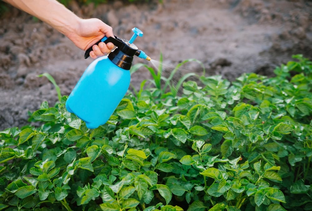 gardener using mist sprayer to treat a potato plantation from pests