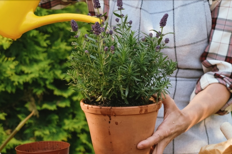 gardener watering lavender plant