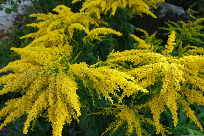 goldenrod flower