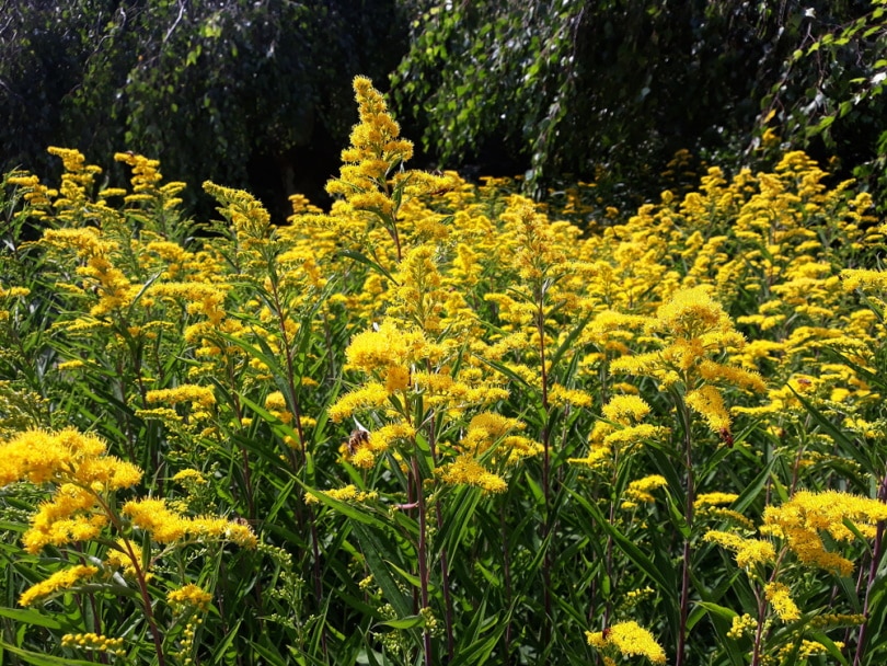 goldenrod flowers