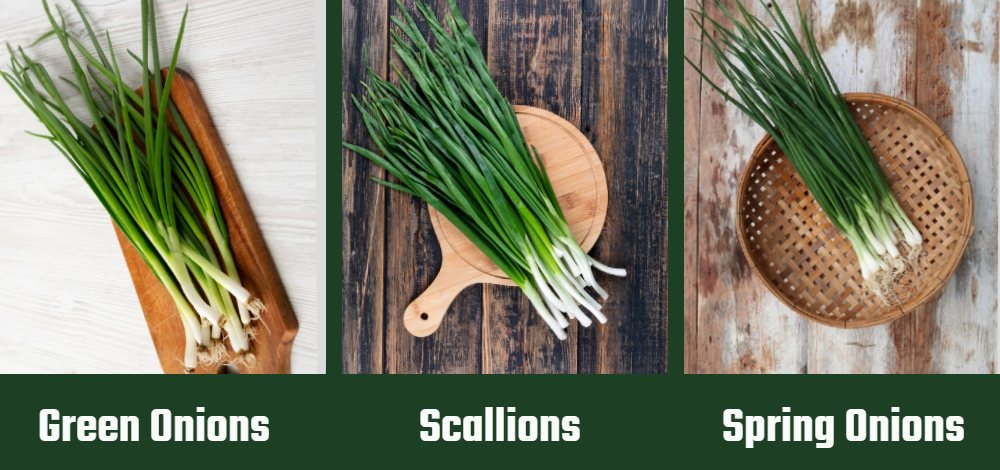 green onions vs scallions vs spring onions