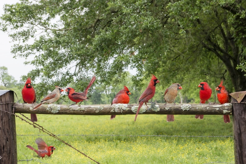 group of cardinal birds in the yard