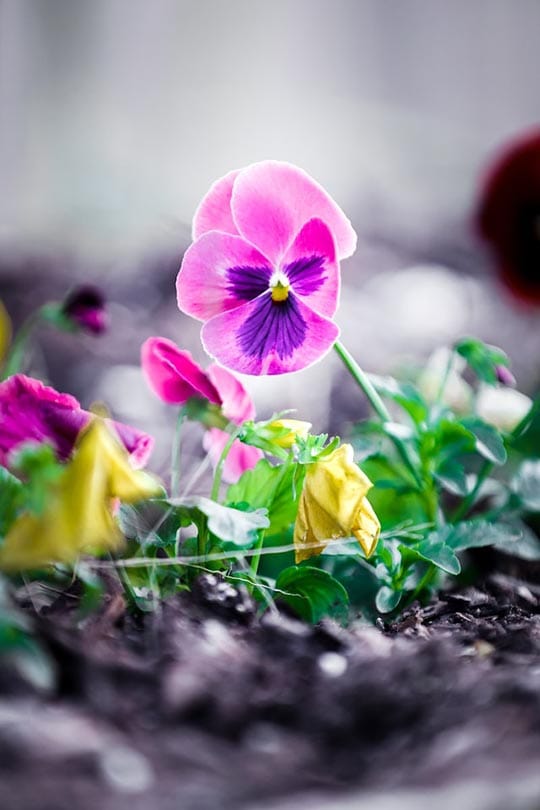 growing pansies