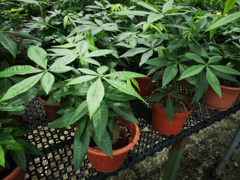 guiana chestnuts in pots