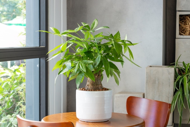 guiana chestnuts in white pot