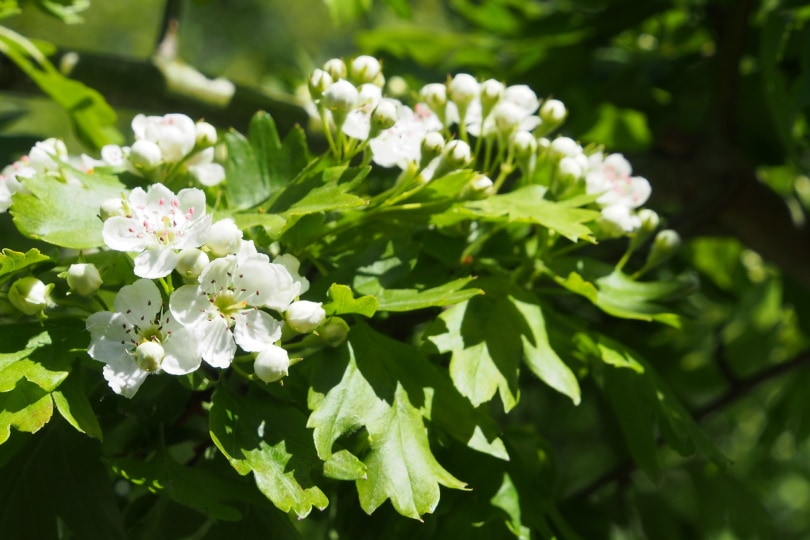 hawthorn blossoms