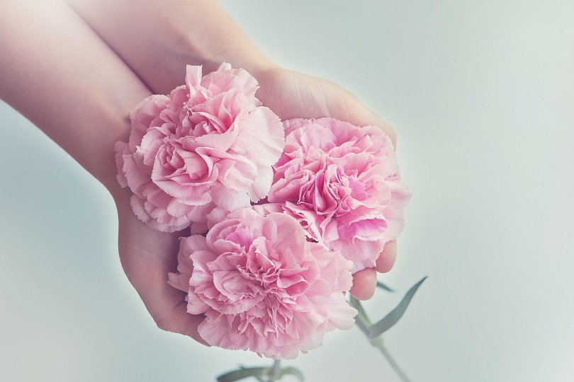 holding flowers