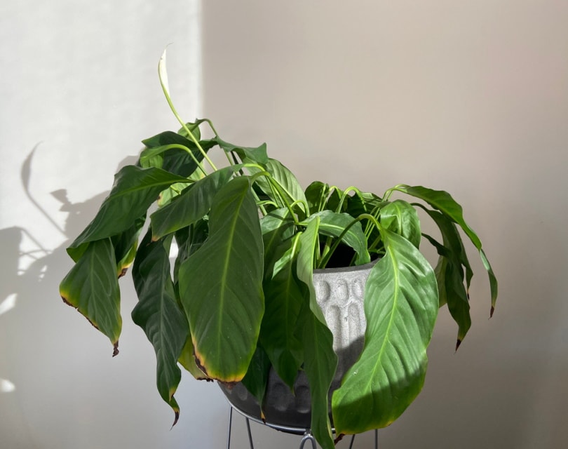 house plant drooping