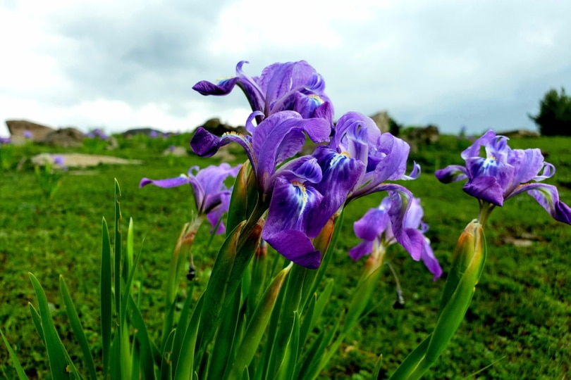 iris lacustris flowers