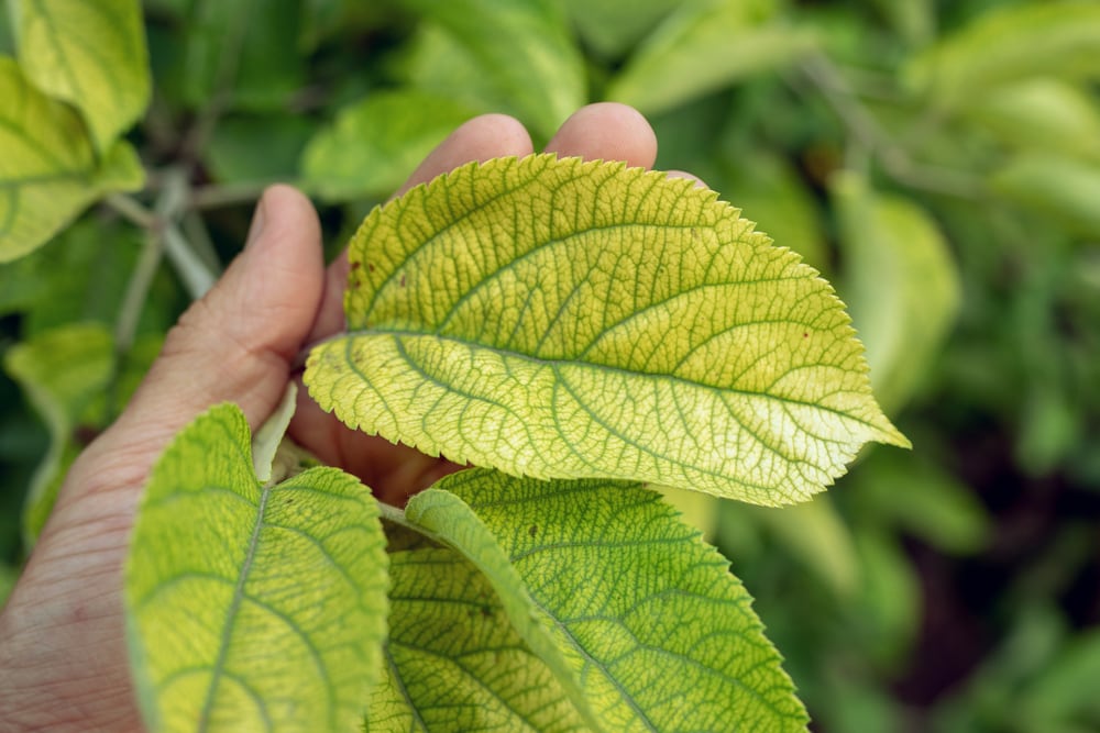 iron defiency on plants